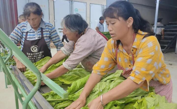 福泉：生物质颗粒智能化烘烤 助力烤烟产业提质增效