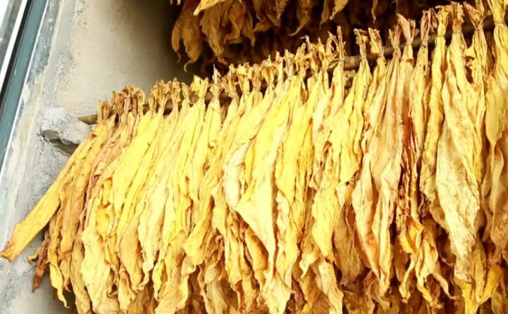 湖北秭归烟草：“低碳”助力绿色发展