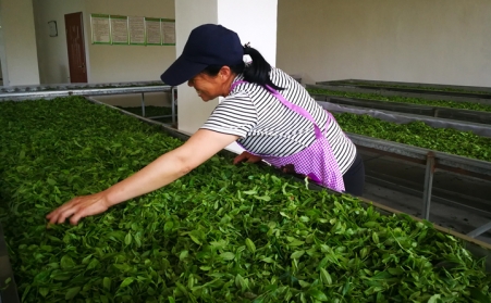 济宁茶企推广使用生物质燃料91免费视频网站颗粒新燃料,经济效益和生态效益双赢